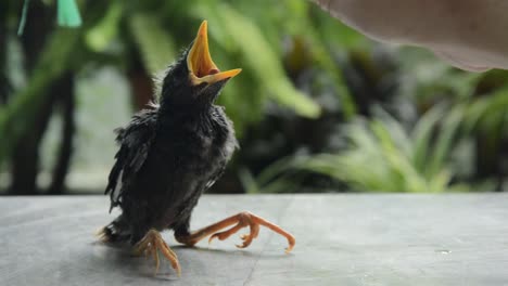 Babyvogel-Stare-vom-Nest-und-menschliche-Hand-fallen-versuchen-zur-Ernährung-Essen