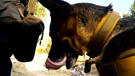 Cynologist.-A-man-in-military-clothes-with-a-trained-sheepdog