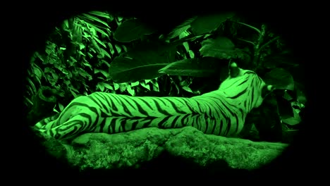 Wild-vom-Aussterben-bedrohten-großen-tiger