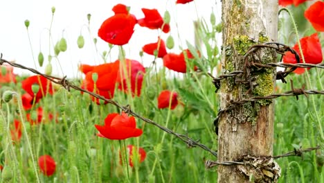 World-War-One-symbol-:-red-flower-poppies-and-barbed-wire