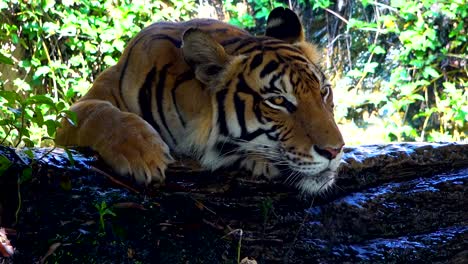 Tigre-Pantera-grande-dormir-en-piedra-sobre-fondo-de-hoja-verde-naturaleza