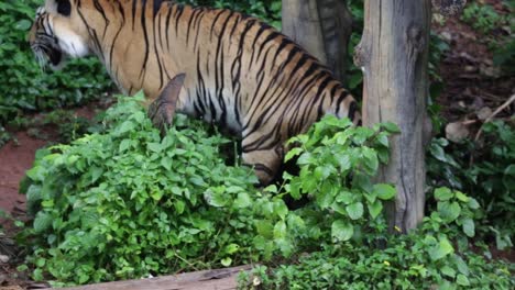 Un-cachorro-de-tigre-caminando-a-lo-largo-dentro-de-Parque-Nacional,-luz-del-día-y-fondo-de-la-naturaleza.