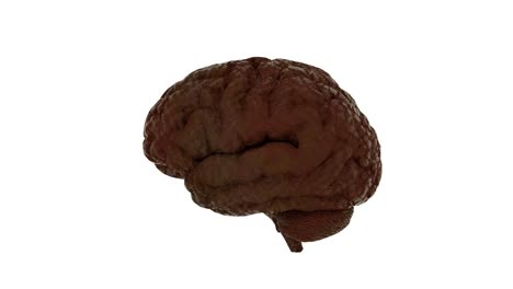 Anatomy-Brain---Slowly-Rotating.-Isolated-on-White