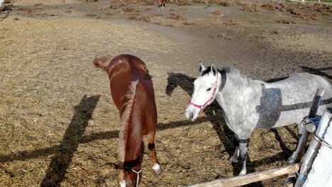 Par-de-caballos-de-pura-raza-joven-de-pie-en-el-paddock-y-el-pastoreo.-Rancho-o-granja-en-día-claro,-soleado.