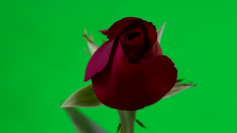Red-rose-blooms,-time-lapse,-green-screen-4k-footage
