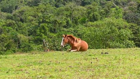 Lindo-caballo-se-encuentra-en-el-campo