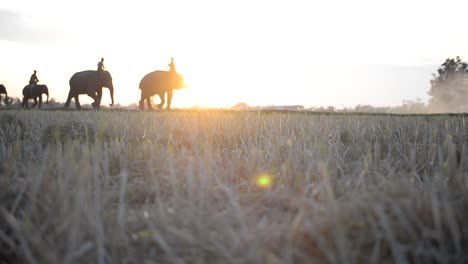 Abstract-blurred-at-background-of-elephants-are-walking-through-paddy-field-dry-in-Surin,-Thailand.