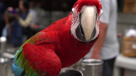 cerca-de-loro-Guacamayo-rojo-en-el-mercadillo-al-aire-libre