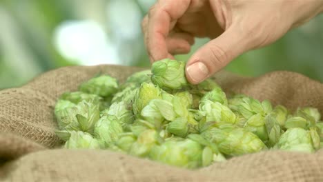 Man-checking-hops-on-the-plantation-in-slow-motion-180fps