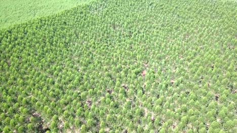 Aerial-view-of-Eucalyptus-Park