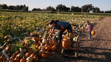 Mujer-madura-y-su-hijo-recogiendo-calabazas-en-un-parche-de-calabaza