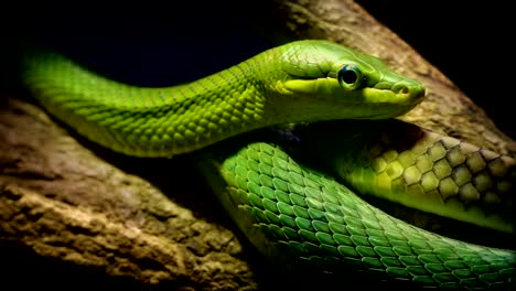 Serpiente-árbol-verde-en-la-selva