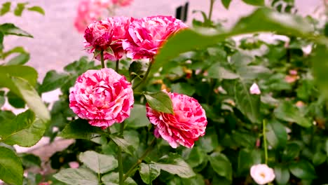 Blossoming-tiger-roses-close-up.