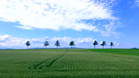 Campos-de-la-colina-hermosa-en-Hokkaido