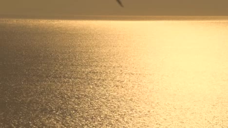 Seagull-bird-flying-over-ocean-surface