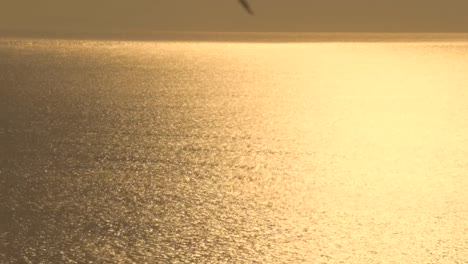 Aves-gaviotas-volando-sobre-la-superficie-del-océano