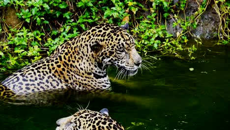 Slow-motion-of-Two-jaguar-playing-and-swimming-in-pond