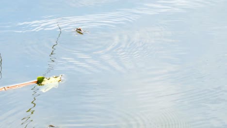 Water-strider-on-the-water-pond