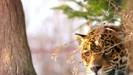 Close-up-of-a-female-jaguar-(Panthera-onca),