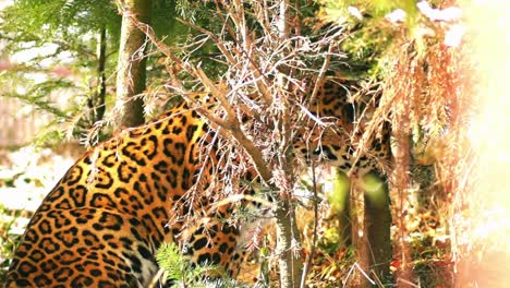 Close-up-of-a-female-jaguar-(Panthera-onca),