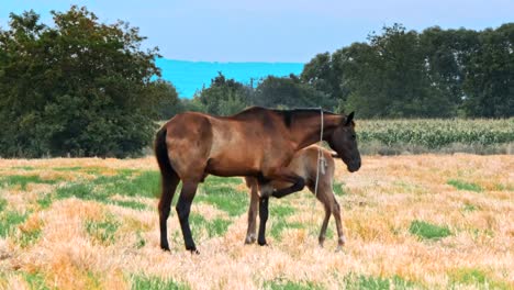 Schöne-Pferde-auf-der-grünen-Wiese