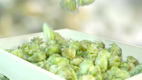 Hops-falling-into-the-box-in-slow-motion-180fps