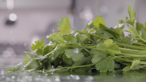 Falling-of-coriander-into-the-wet-table.-Slow-motion-480-fps