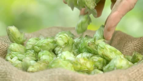 Hops-falling-into-the-linen-bag-in-slow-motion-180fps