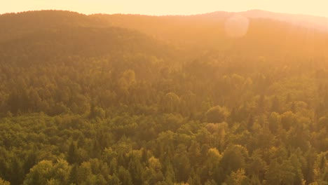 DRONE:-Volar-sobre-el-gran-bosque-de-coníferas-en-una-noche-de-verano-idílico.