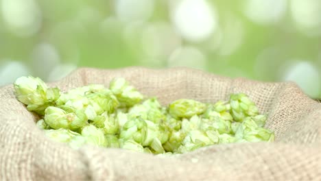 Man-taking-hops-from-the-linen-bag-on-the-plantation-in-slow-motion-180fps