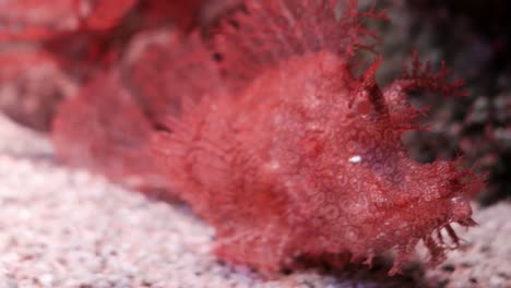 Weedy-Scorpionfish-in-aquarium,-The-Weedy-Scorpionfish-Rhinopias-frondosa-is-an-extremely-unusual-looking-fish.