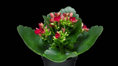 4K-Time-Lapse-of-Kalanchoe-Flower