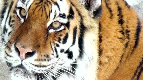 Siberian-tiger-face,-close-up