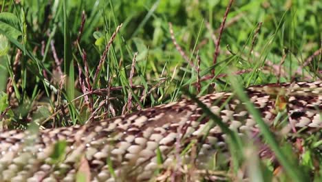 Northern-pine-snake-moving-in-grass-close-up