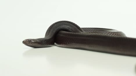 Black-Pine-Snake-in-a-white-box