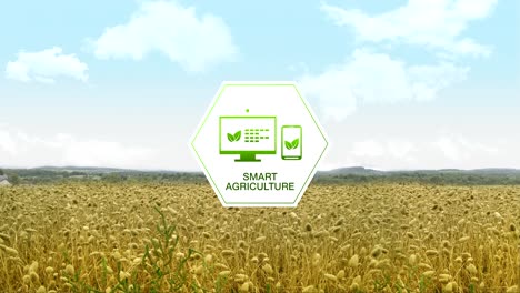 Smart-agriculture-Smart-farming,-hexagon-information-graphic-icon-on-barley-green-field,-internet-of-things.-4th-Industrial-Revolution.1.