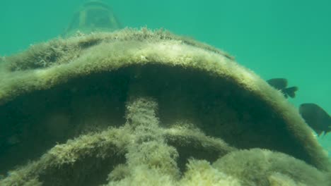 UNDERWATER:-Old-ruins-of-fighter-plane-provide-an-artificial-habitat-for-fish.