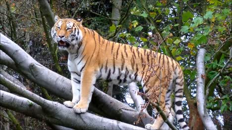 Pie-de-tigre-siberiano-en-rama-de-árbol-grande