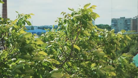 Branches-swaying-in-the-wind