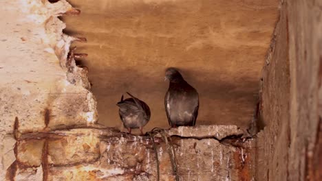 Destruction-of-concrete-by-bird-droppings