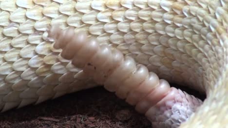 Serpiente-de-cascabel-Close-Up-con-sonido