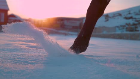 SLOW-MOTION-CLOSEUP:-Horse-walking-in-fresh-snow,-spraying-snowflakes-over-sun