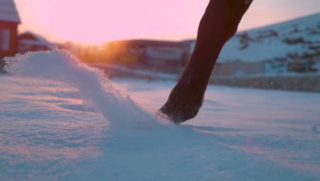 SLOW-MOTION-CLOSEUP:-Pferd-Wandern-im-Neuschnee,-Spritzen-Schneeflocken-über-Sonne