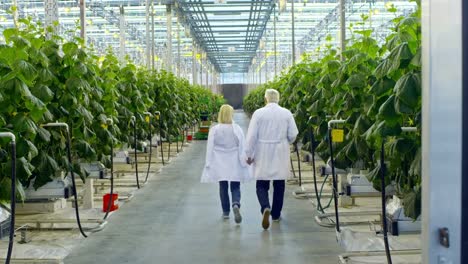 Agronomists-Walking-in-Greenhouse