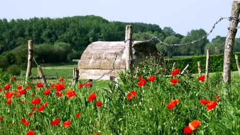 Ersten-Weltkrieg-Symbol:-rote-Blume-Mohn-und-Stacheldraht