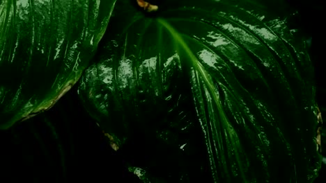 rain-dripping-on-the-big-leaves