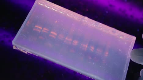 Eine-Nahaufnahme-eines-Forschers-Überprüfung-eine-Eletrophoresis-Gel-unter-UV-Licht-in-einem-genetischen-Labor-an-der-Universität