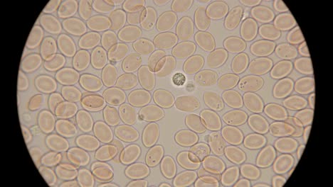 El-movimiento-de-la-sangre-bajo-un-microscopio