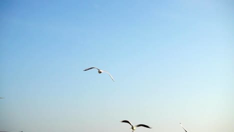 Seagulls-fly-over-the-sea.-Slow-Motion.