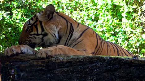 Tigre-Pantera-grande-dormir-en-piedra-sobre-fondo-de-hoja-verde-naturaleza